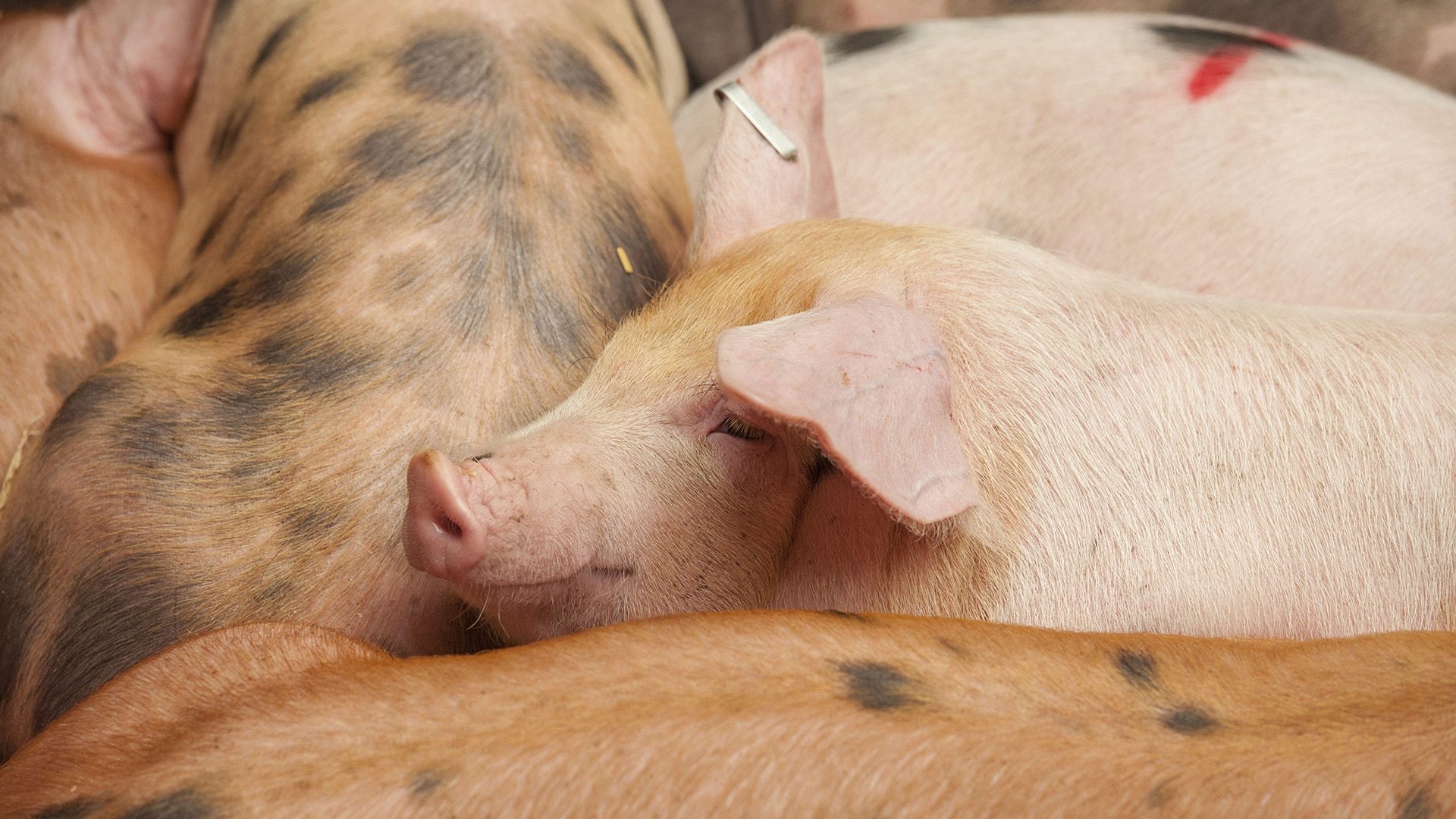 Le porc de Piétrain, grand absent du Marché de l'Ascension à Jodoigne