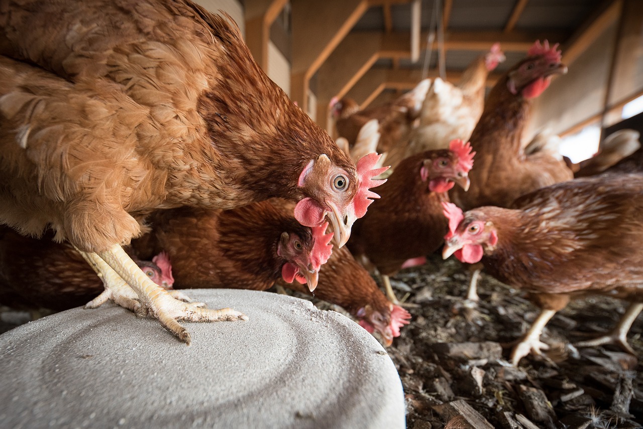 20.000 poules pondeuses au sol à sauver de l'abattoir à Braine-le-Château