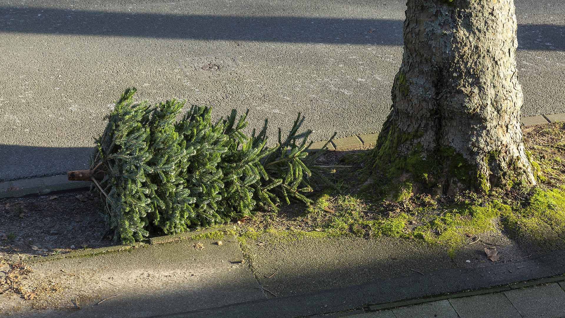 Voici quand déposer votre sapin pour la collecte dans votre commune