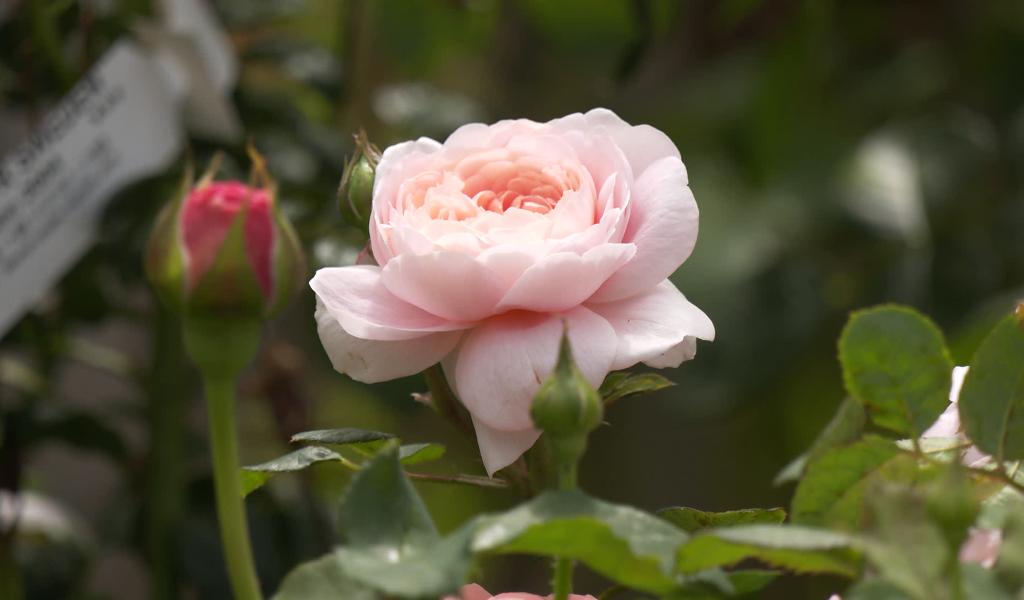 Jodoigne : la roseraie Fil'Roses organisait ses journées portes ouvertes