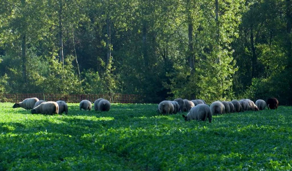 Maladie de la langue bleue : des exploitations touchées en BW