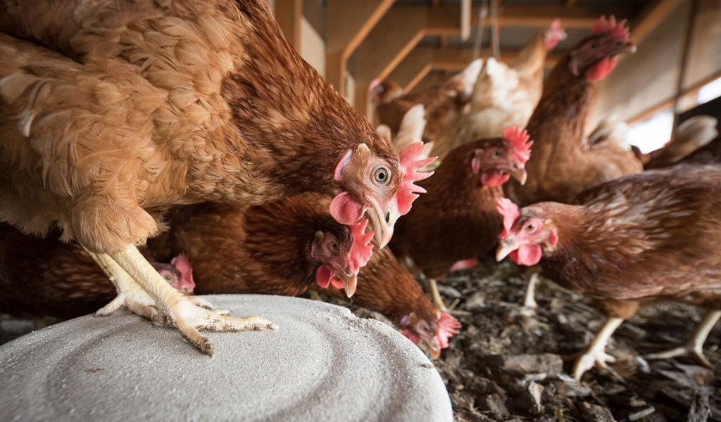 20.000 poules pondeuses au sol à sauver de l'abattoir à Braine-le-Château