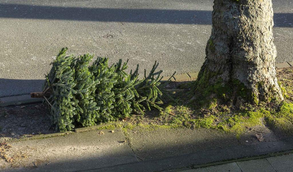 Voici quand déposer votre sapin pour la collecte dans votre commune