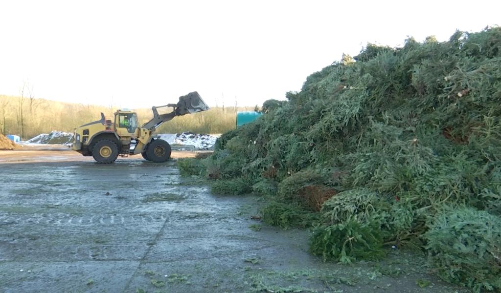 La seconde vie des sapins de Noël