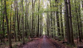 La Hulpe : Journée de la Forêt de Soignes