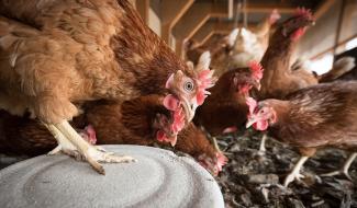 20.000 poules pondeuses au sol à sauver de l'abattoir à Braine-le-Château