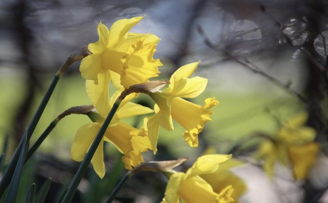 Les jonquilles reviennent : les règles pour la cueillette en BW