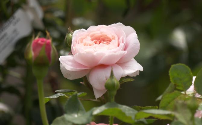 Jodoigne : la roseraie Fil'Roses organisait ses journées portes ouvertes