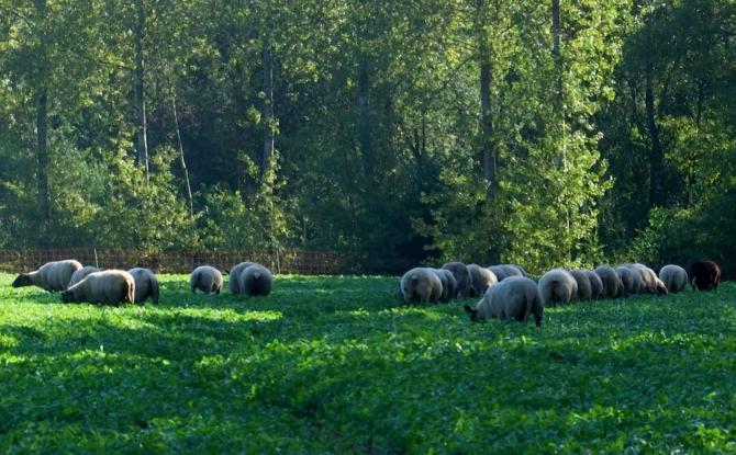 Maladie de la langue bleue : des exploitations touchées en BW