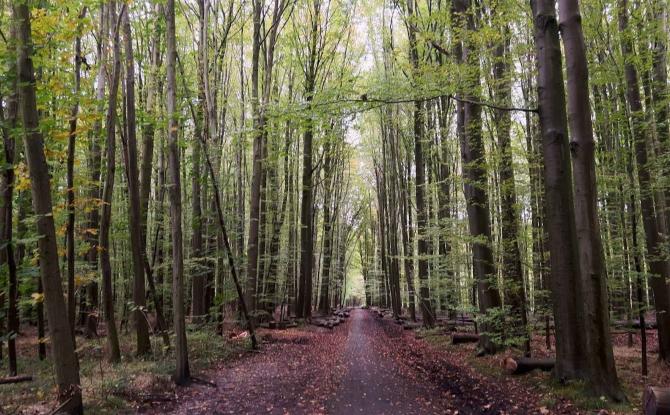 La Hulpe : Journée de la Forêt de Soignes