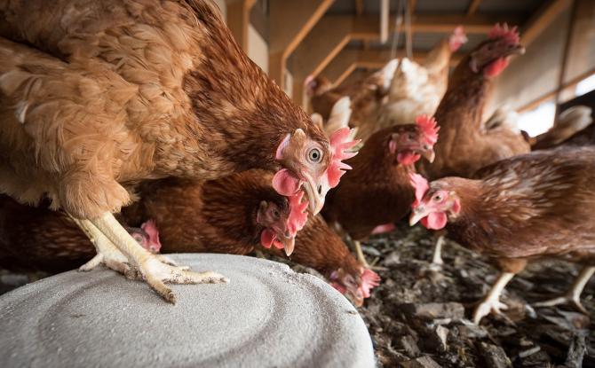 20.000 poules pondeuses au sol à sauver de l'abattoir à Braine-le-Château